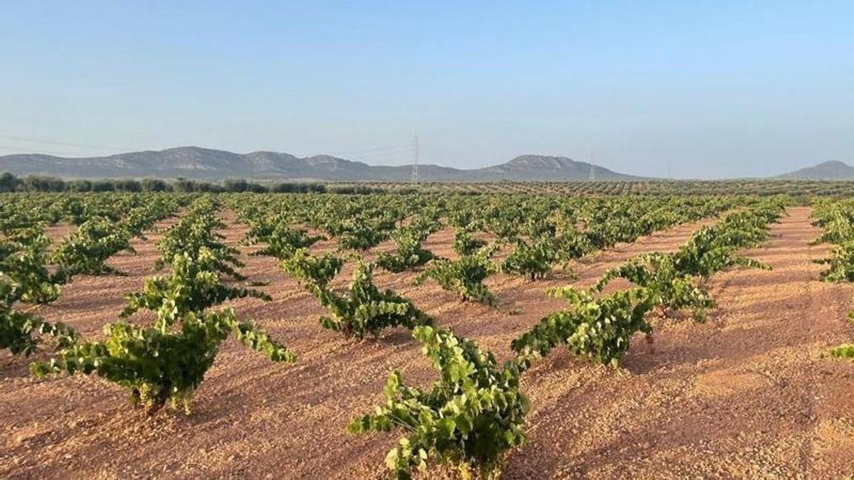Zona de viñedos en la comarca de Tierra de Barros.