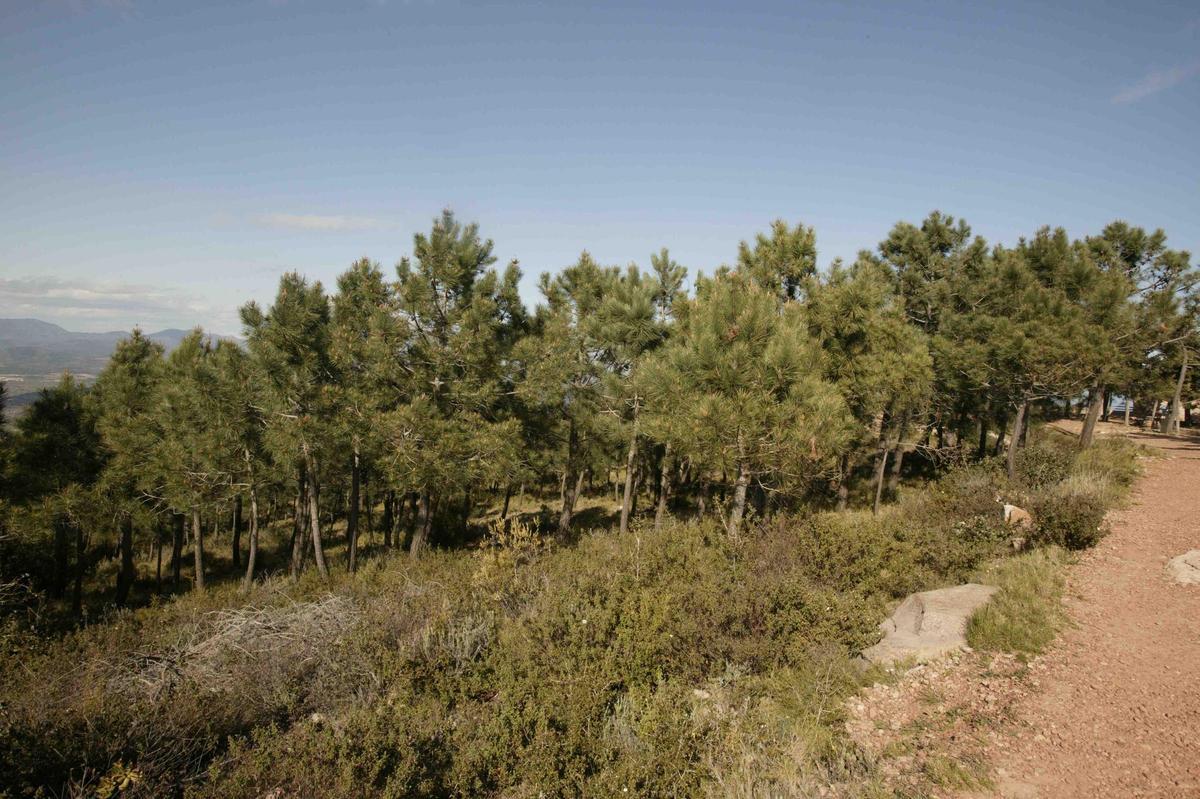 MAsa baja forestal.