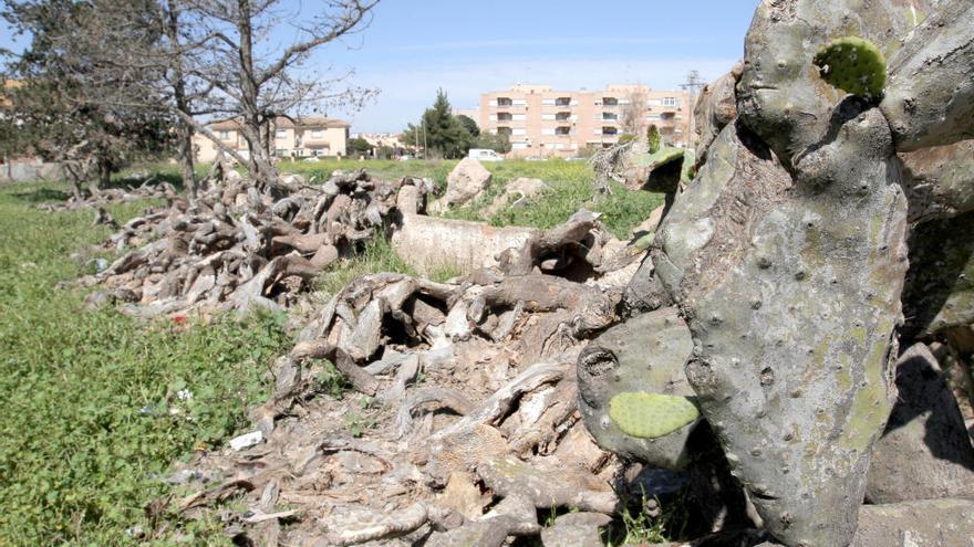 Pala de higos chumbos, una especie que está desapareciendo en Cartagena, en una imagen reciente.