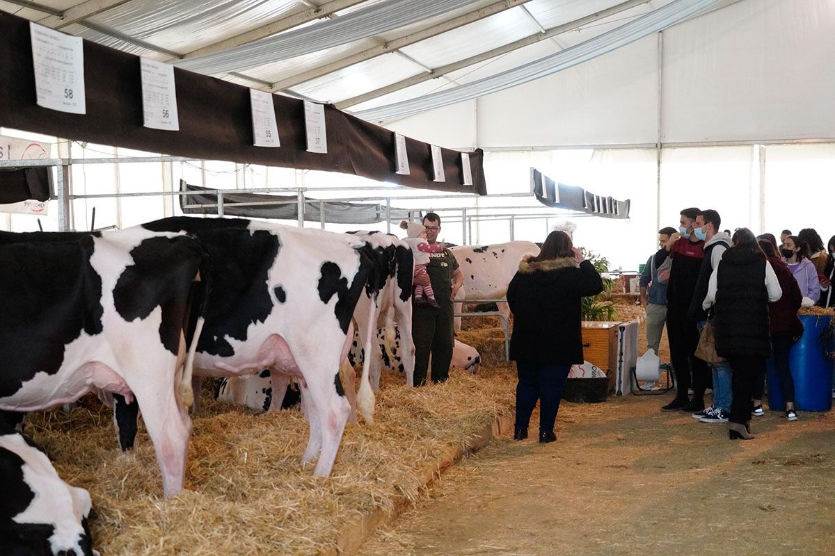 Feria de ganado vacuno frisón en Dos Torres
