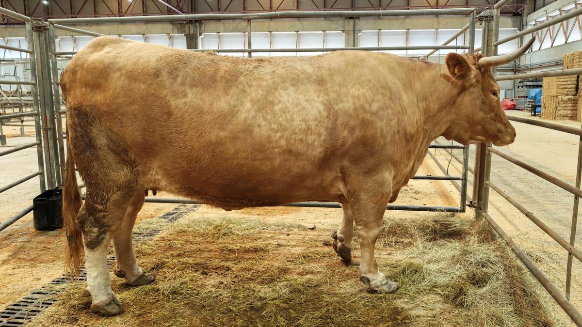 Ejemplar de vaca récord en Silleda