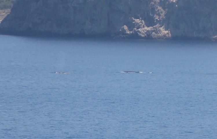 Avistan ballenas en el Port d'Andratx