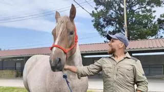 "Nevada", la yegua bretona que fascina en el concurso de Llanera: "Tiene una capa que se encuentra muy pocas veces"