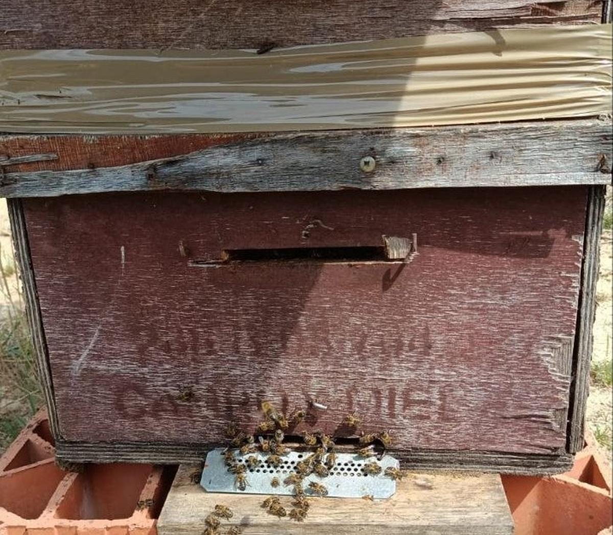 Imágenes de colmenas de abejas recuperadas por Mossos
