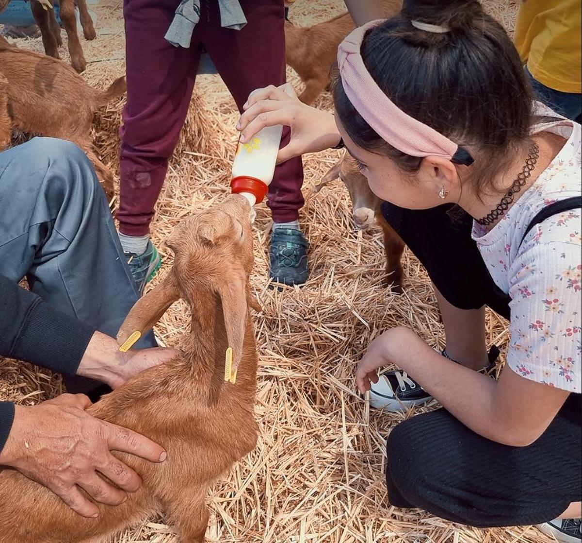 El plan de la cabra malagueña donde los niños alimentan a las crías y pueden hacer su propio queso