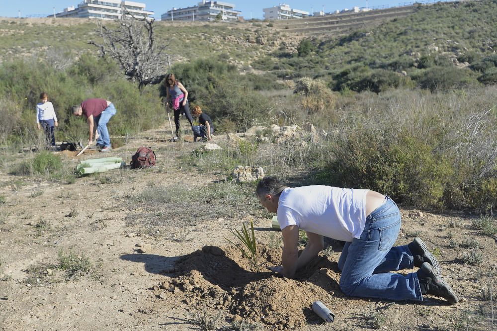 Reforestación en el Clot de Galvany, en imágenes