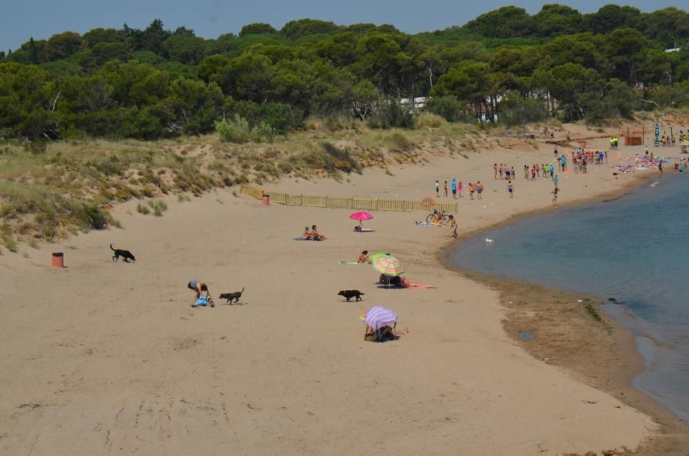 Platja per a gossos a l''Escala