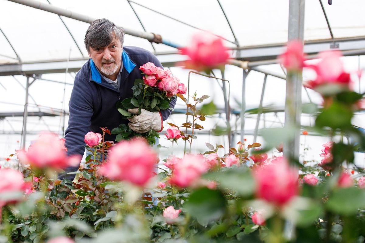 Joaquim Pons de Flors Pons, único productor de rosas por Sant Jordi en Catalunya