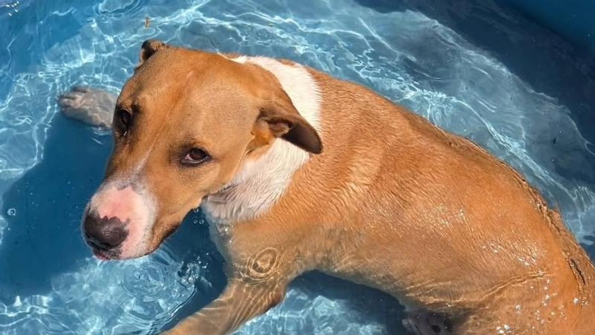 Pumba se refresca en una piscina en su nuevo hoga.