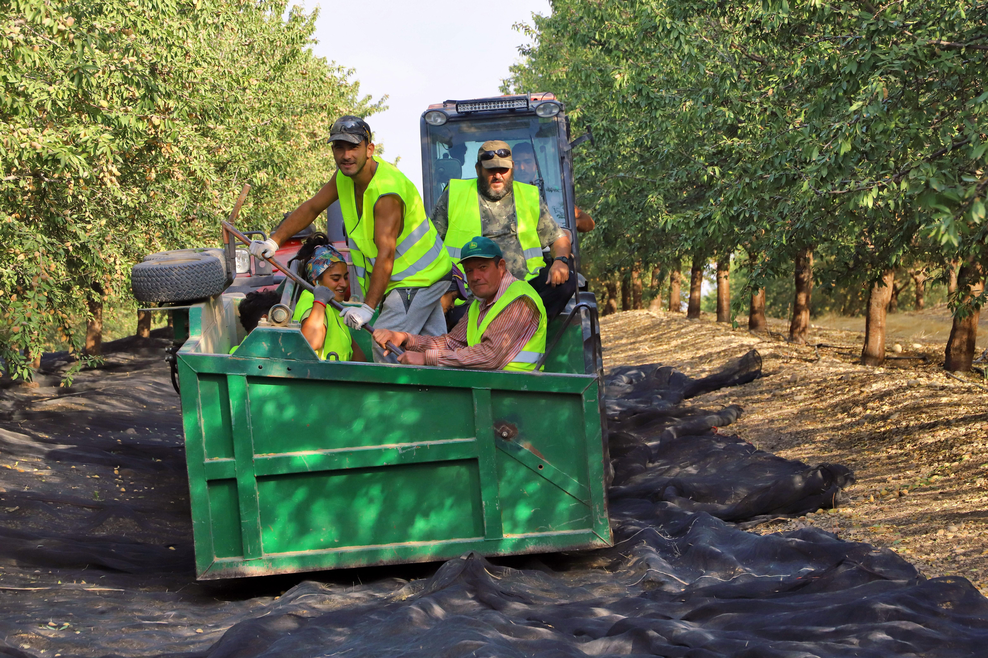 Comienza la recogida de la almendra en Córdoba