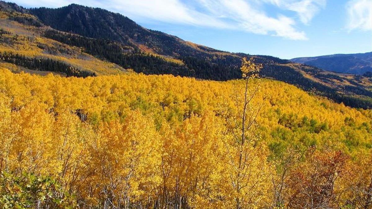 Imagen otoñal del bosque Pando, situado al sudeste del estado de Utah, en Estados Unidos.