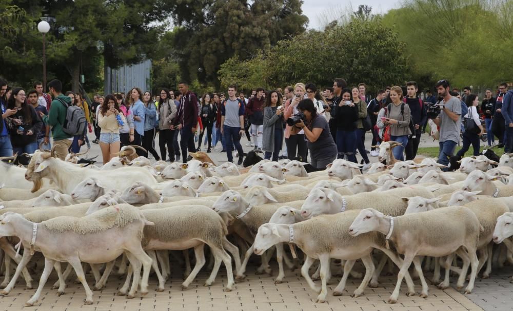 Ovejas y cabras atraviesan el campus