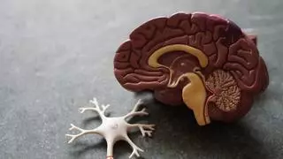Los cerebros humanos son cada vez más grandes, lo dice un estudio