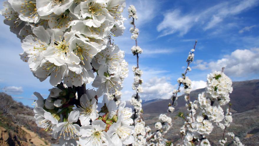 Mucho más que un millón y medio de cerezos florecidos en el Valle del Jerte