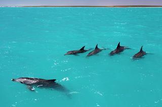 Los delfines forman las mayores redes sociales del reino animal