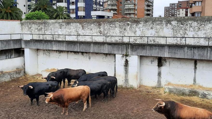 El ganadero de &#039;Feminista&#039; y &#039;Nigeriano&#039;: “Son nombres que llevan desde 1986 en la ganadería”