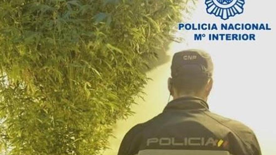 La Policía Nacional detiene a tres personas e incauta 20 kilos de marihuana en Córdoba