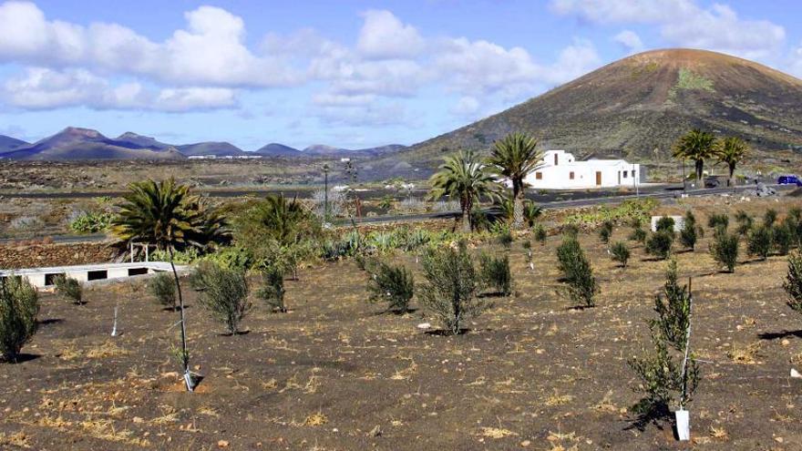 Cultivo de olivos en Lanzarote.