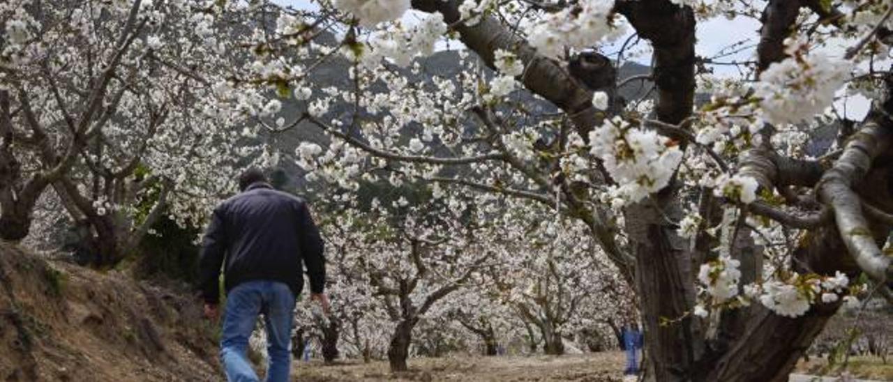 La floración de los cerezos está siendo espectacular, aunque falta por ver si la fruta cuajará adecuadamente.