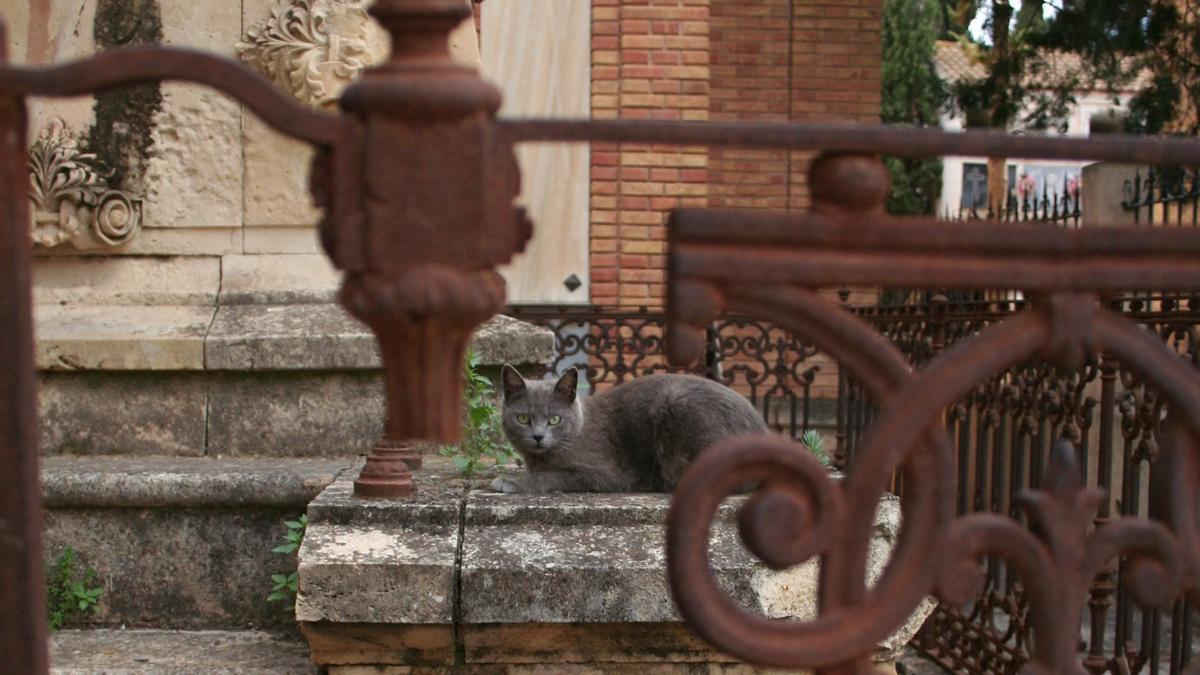 Un gato descansa en uno de los panteones históricos del cementerio de San Clemente.