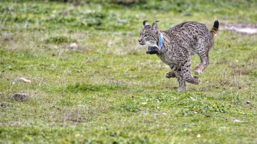 El programa de cría del lince ha logrado la supervivencia de 188 cachorros