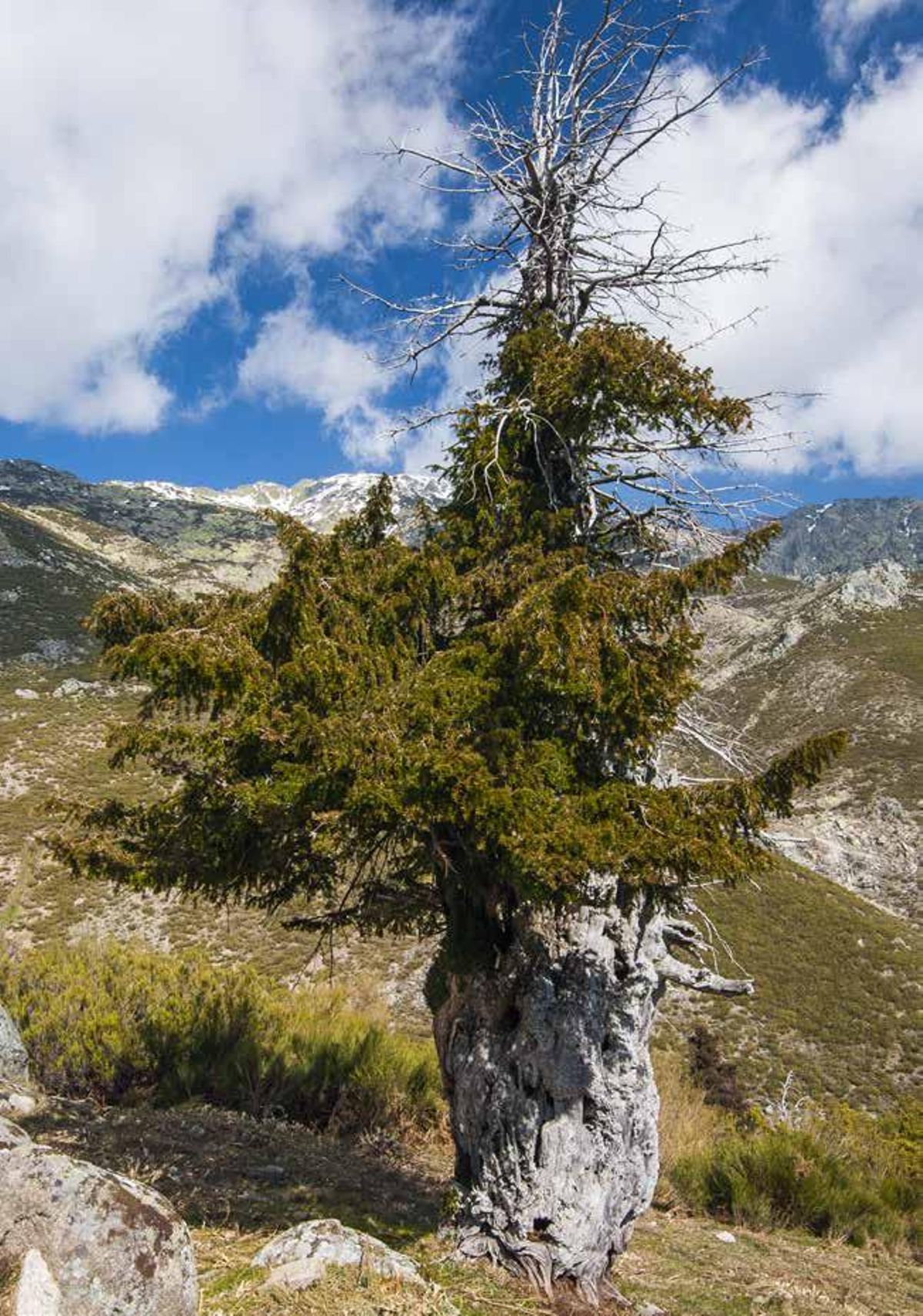 Los Tejos de Escobarejo, en Losar de la Vera.