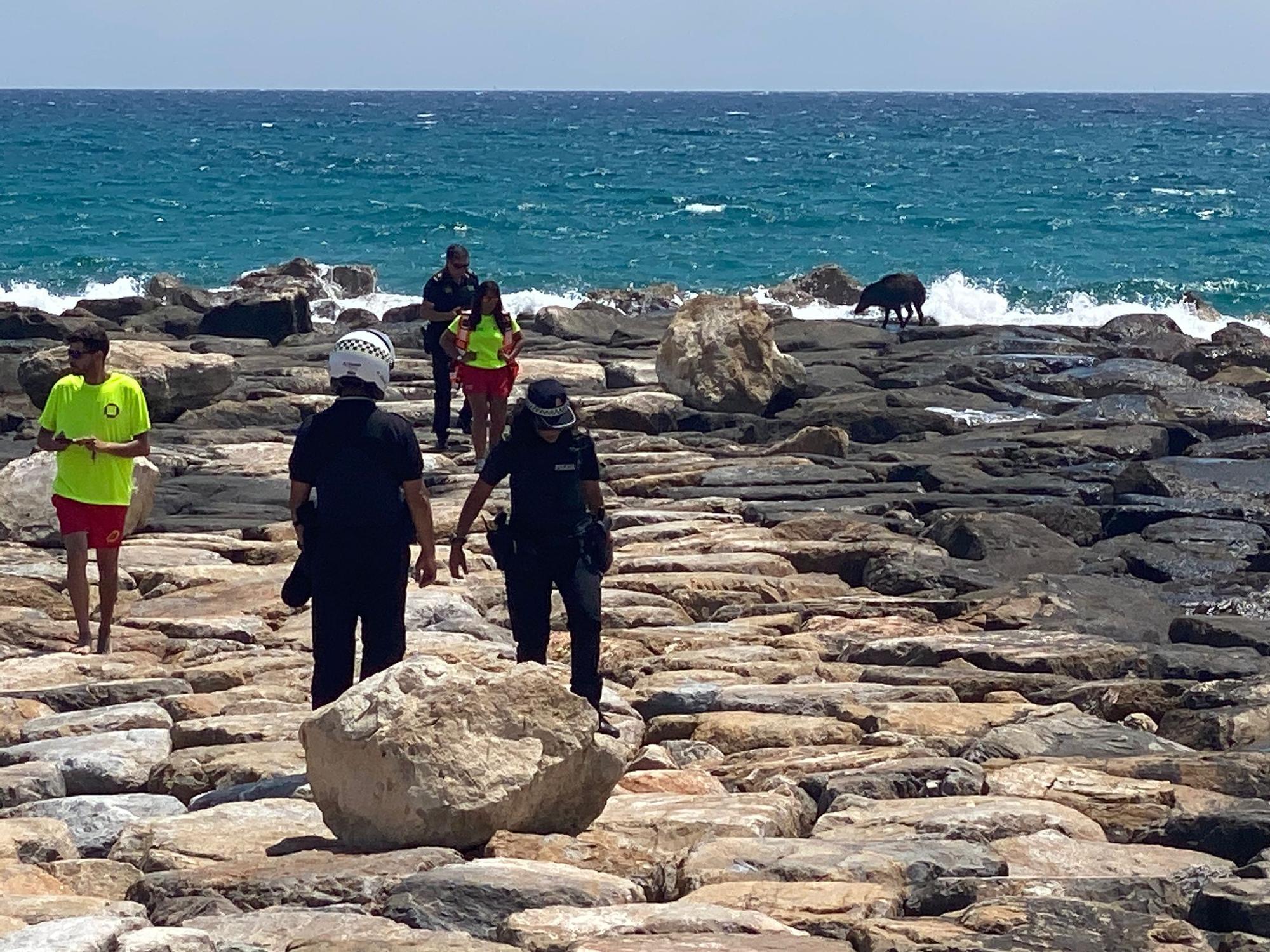 Abaten a un jabalí en El Campello tras obligar de desalojar una playa y dejar dos heridos