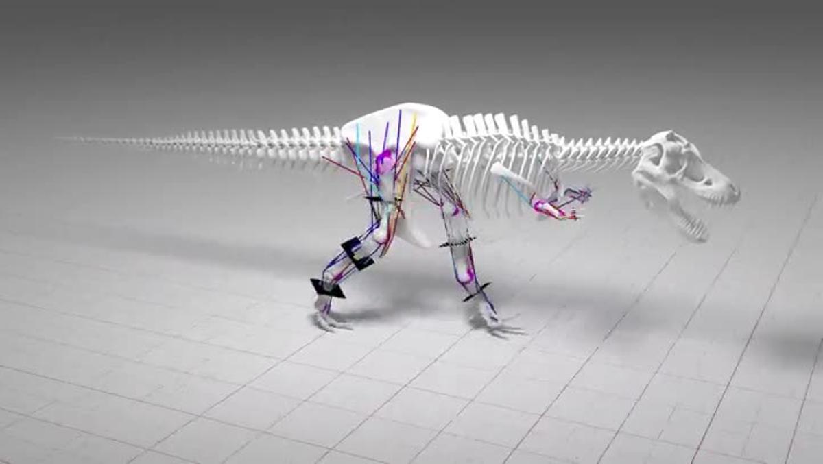 El T-Rex no podia córrer a causa del gran pes corporal.