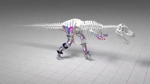 El T-Rex no podia córrer a causa del gran pes corporal.