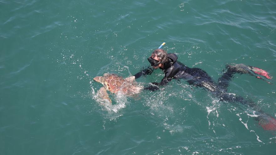 Liberan a dos tortugas marinas recuperadas en el Aula del Mar
