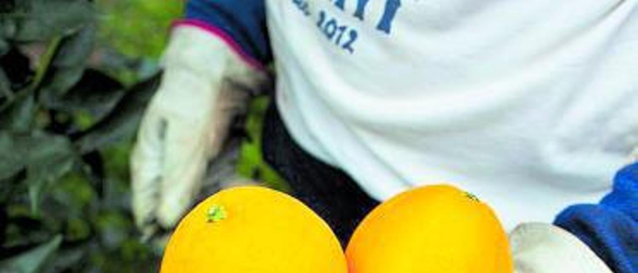 Recolector de naranjas en un campo de València. | Angel Navarrete/Bloomberg.