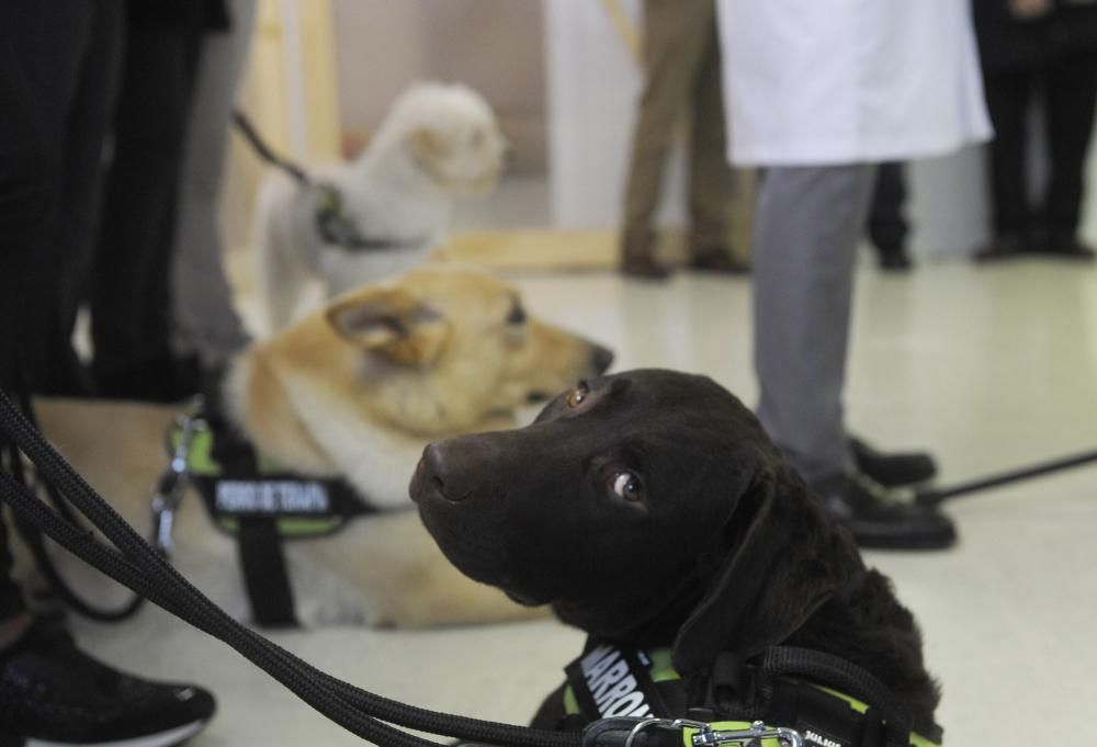 El Materno, pionero en terapia con animales