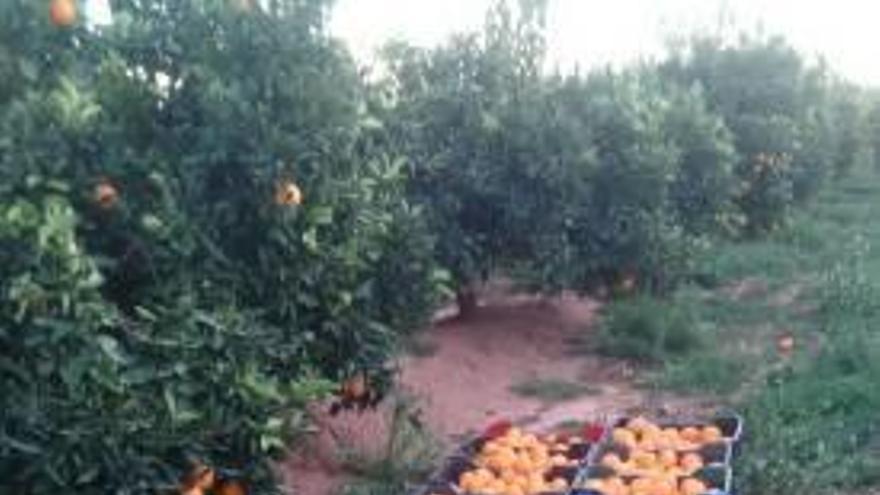 La Guardia Rural de Sagunt frustra el robo de 1.500 kilos de naranjas en Nochevieja