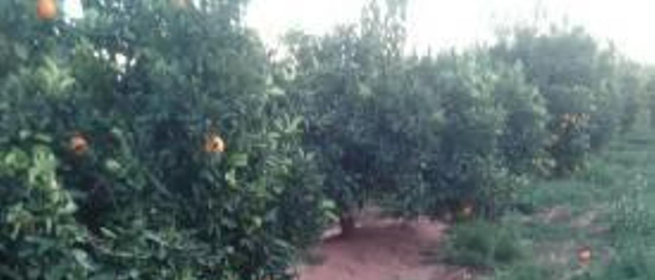 La Guardia Rural de Sagunt frustra el robo de 1.500 kilos de naranjas en Nochevieja