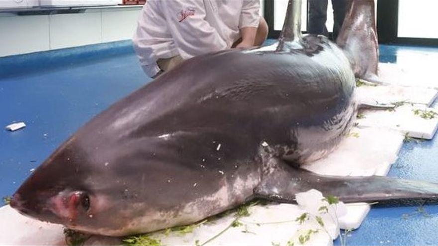 Cuatro investigados en Zaragoza por comercializar un tiburón zorro