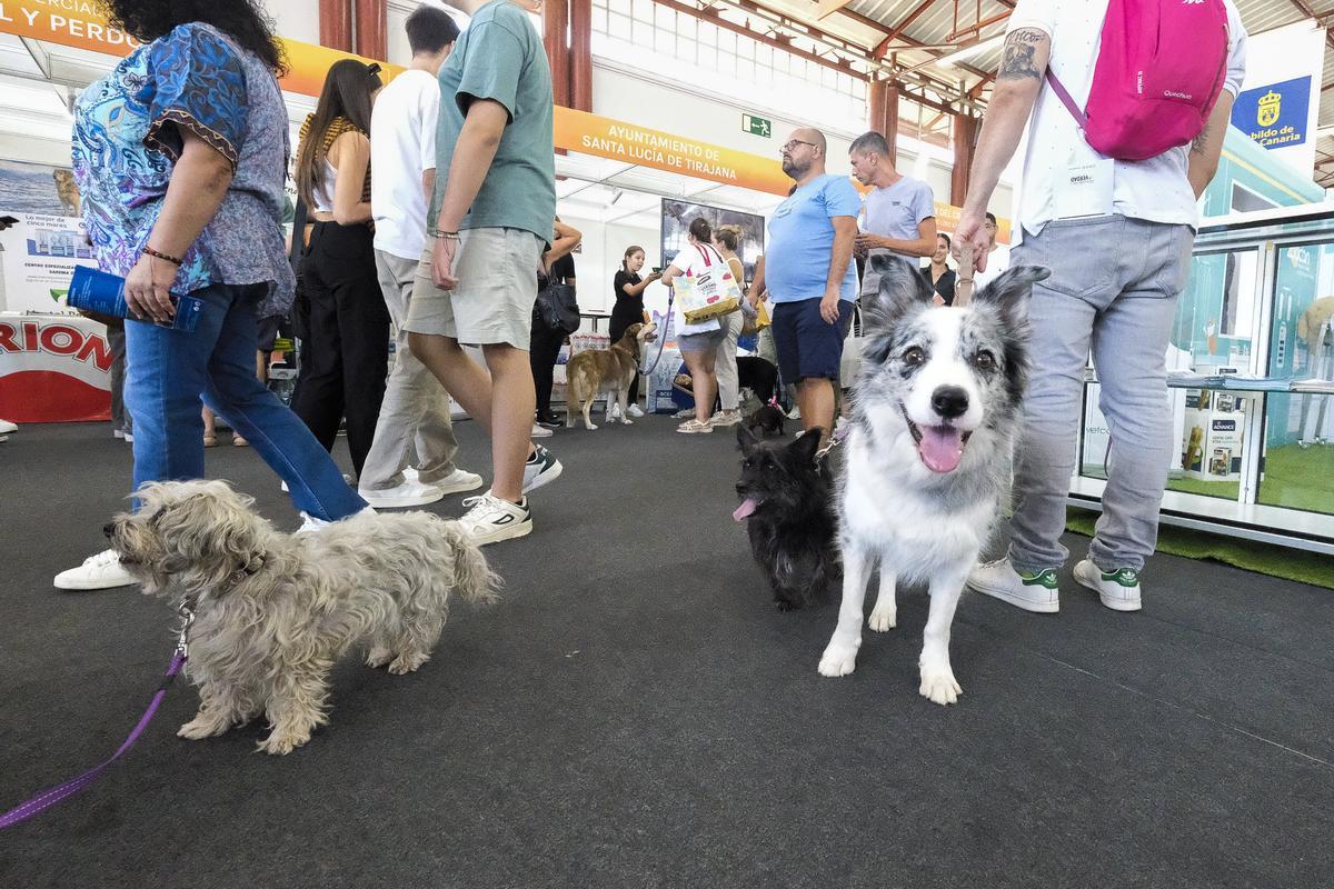 Feria Animundo