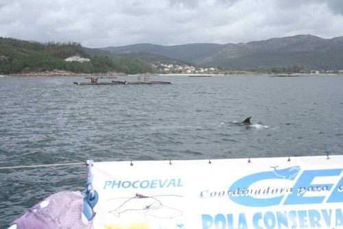 Y de repente...¡orcas en Galicia!