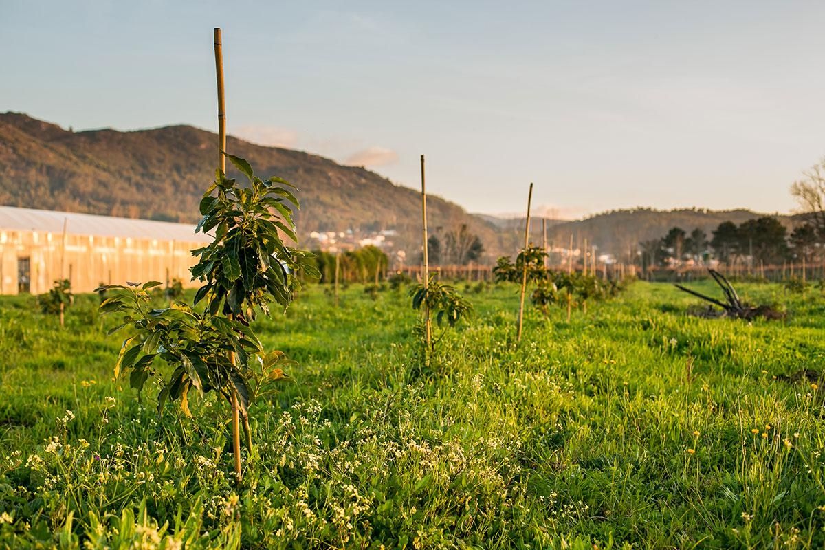 Una de las plantaciones de aguacate en O Rosal