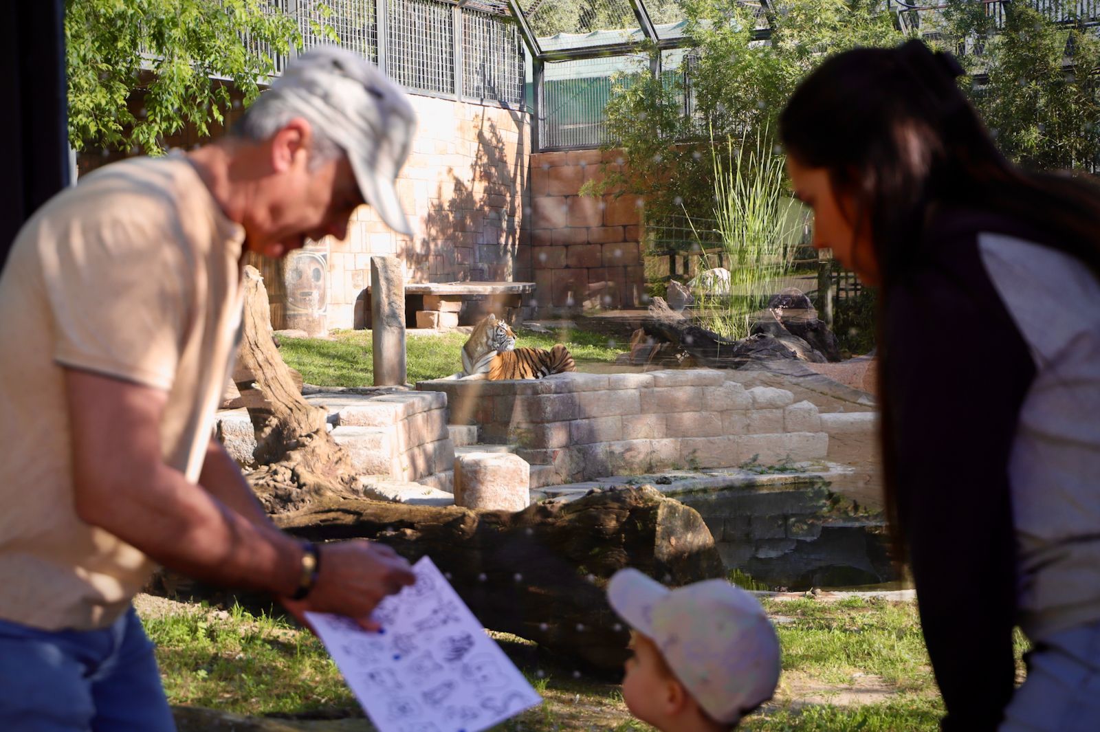 Dos tigres de bengala, nuevos inquilinos en el Zoo de Córdoba