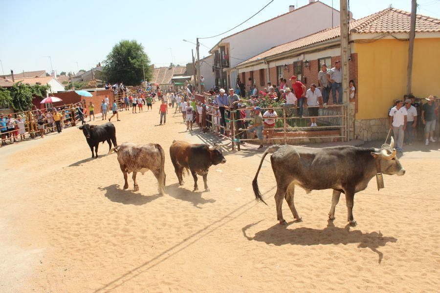 Fiestas en Zamora: Encierro en Argujillo