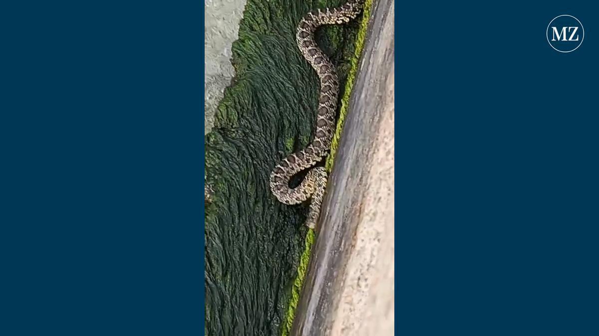 Besonderer Badegast: Hufeisennatter erschreckt Badegäste am Palmira-Strand in Peguera