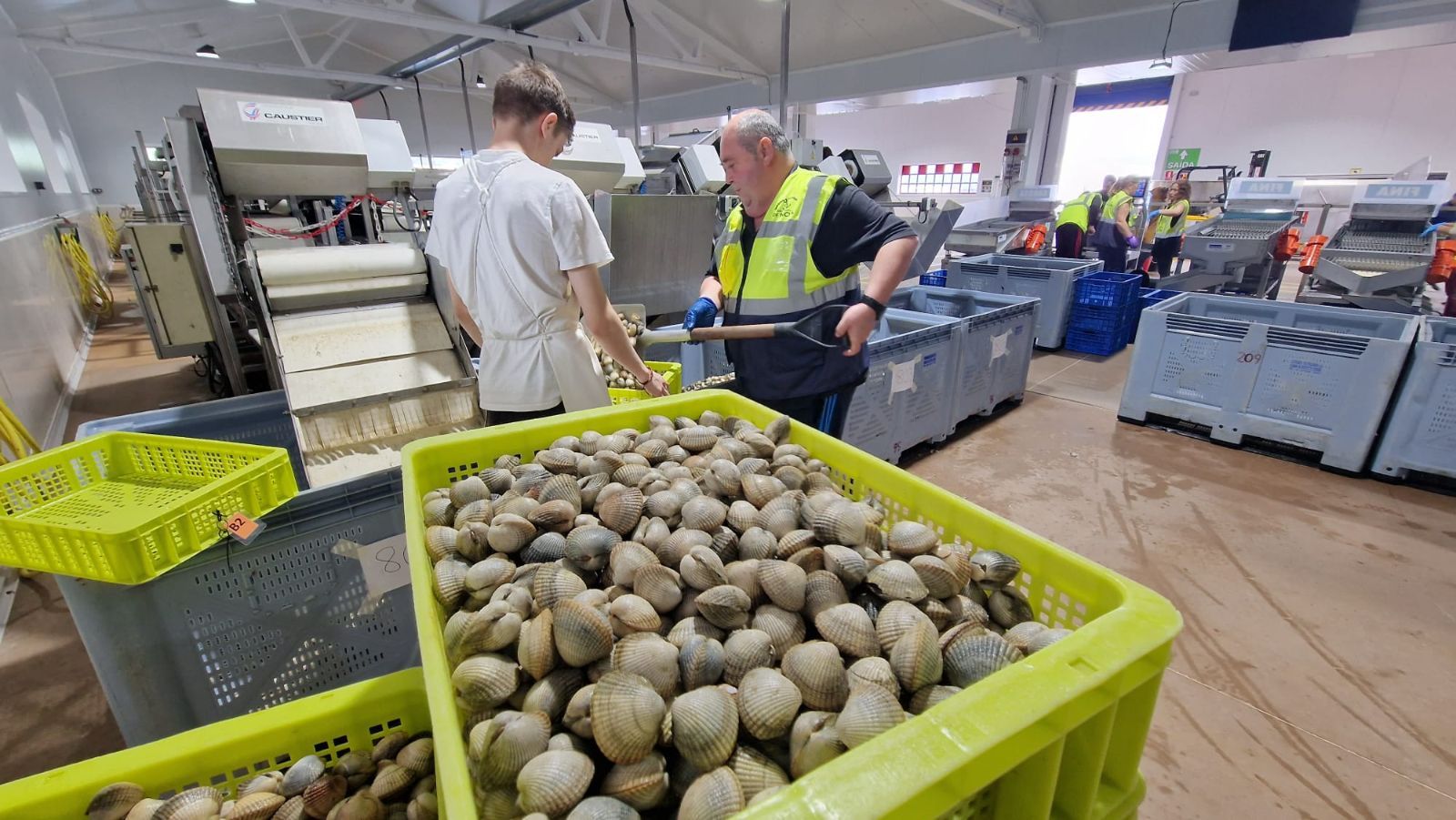 Así es el día a día en el puerto y la lonja de O Testal (Noia), donde cada vez se dan cita más mariscadores arousanos.