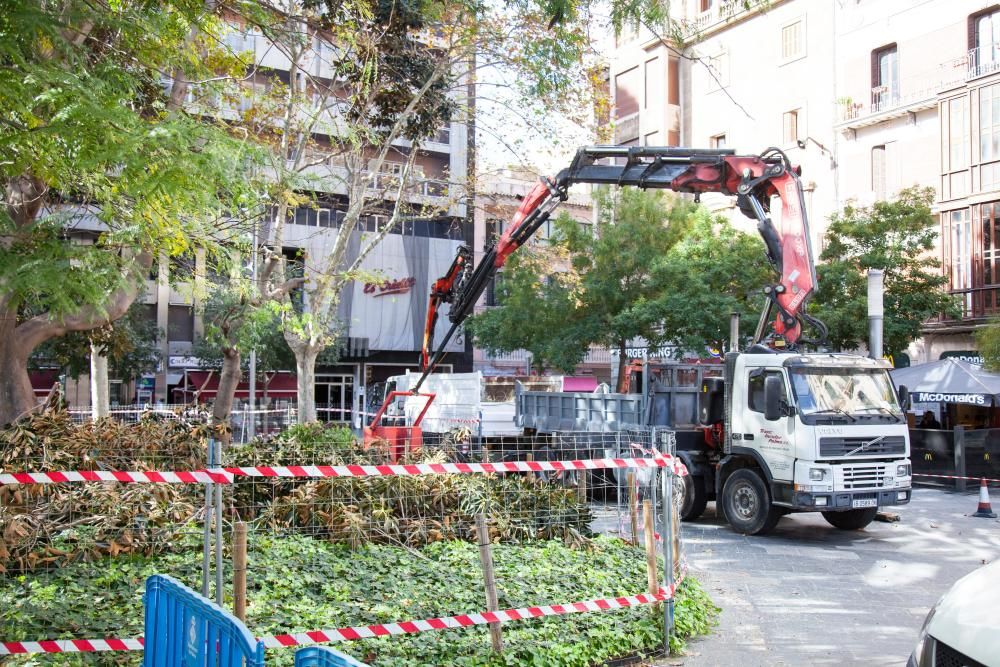 Inician la poda del ficus de la plaza España