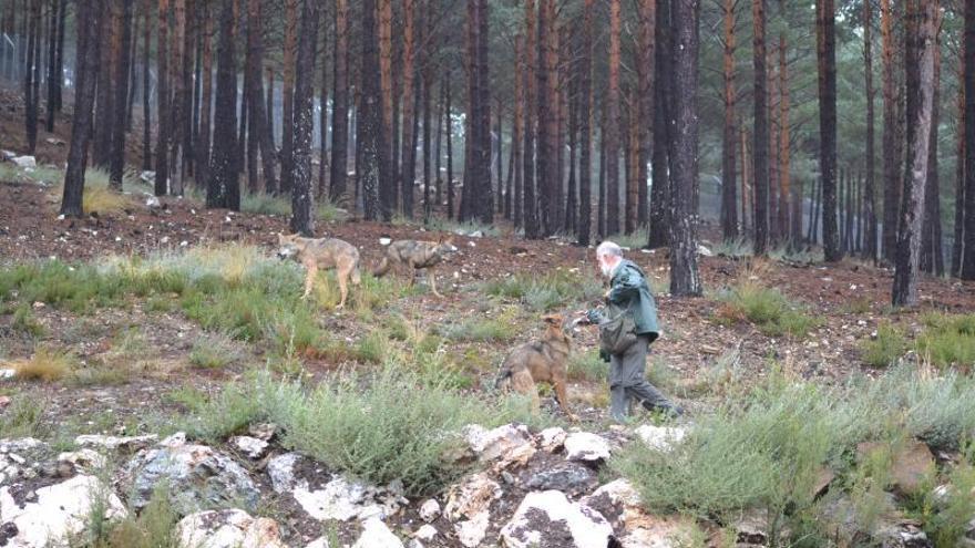 Ejemplares de lobo, el centro de Robledo