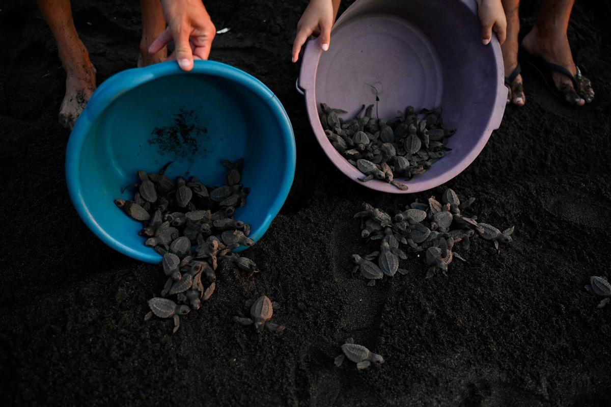 Crías de tortuga negra (Chelonia mydas agassizzii) se dirigen hacia el mar tras de ser liberadas en la playa de Sipacate, a unos 135 km al sur de Ciudad de Guatemala, el 19 de octubre de 2022.