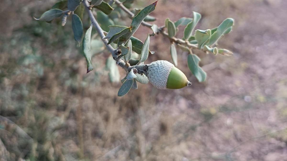 Una gla, la natura va fent camí.