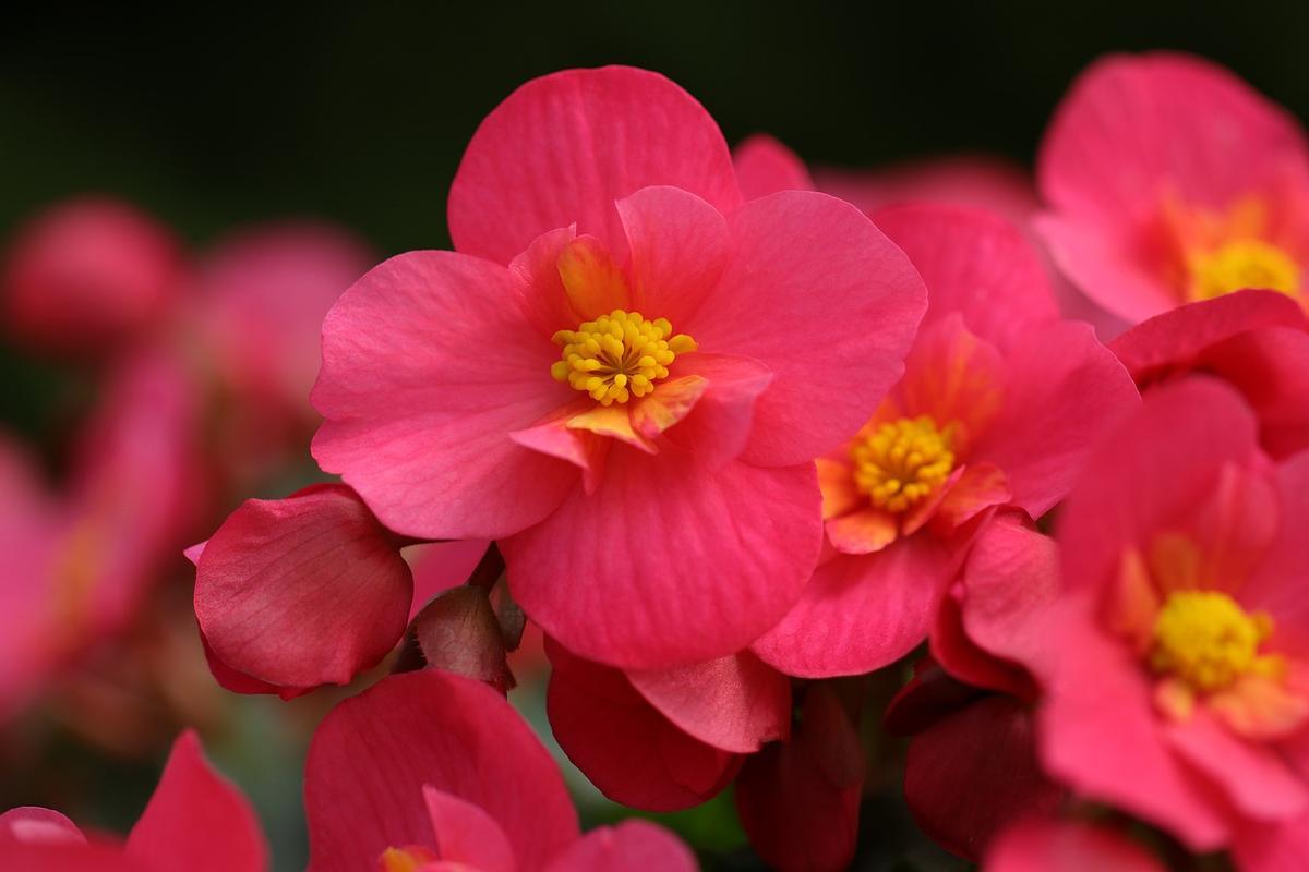 Begonia