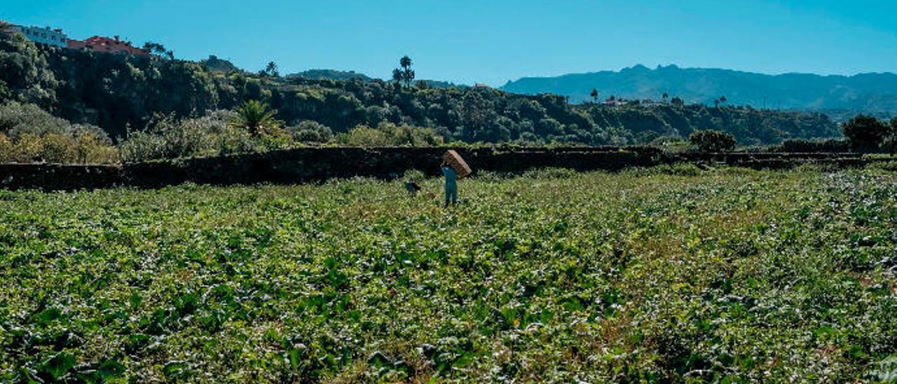 Zona de cultivo de zanahorias en Gran Canaria.