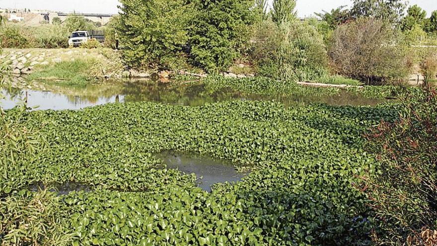 La próxima primavera se prevé &quot;muy dura&quot; con el camalote en Extremadura