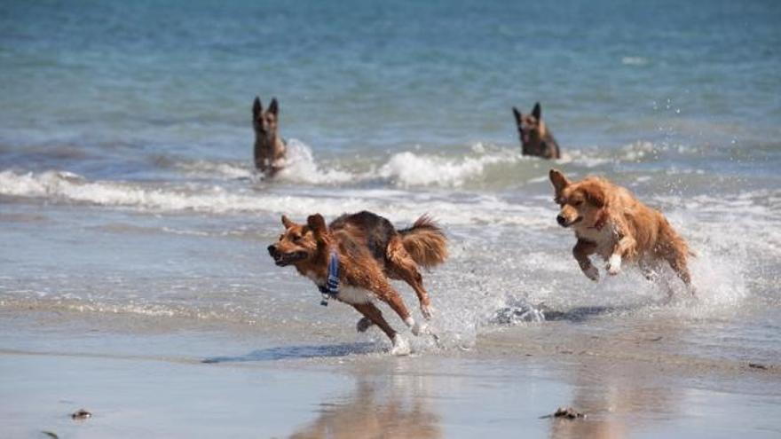 Los perros ya tienen playa en Santa Pola